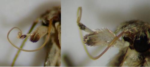 Alucita desmodactyla